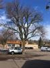 The elm tree in front of Java Moose, as it looked when it was assessed by the Minnesota DOT - Photo courtesy of MnDOT